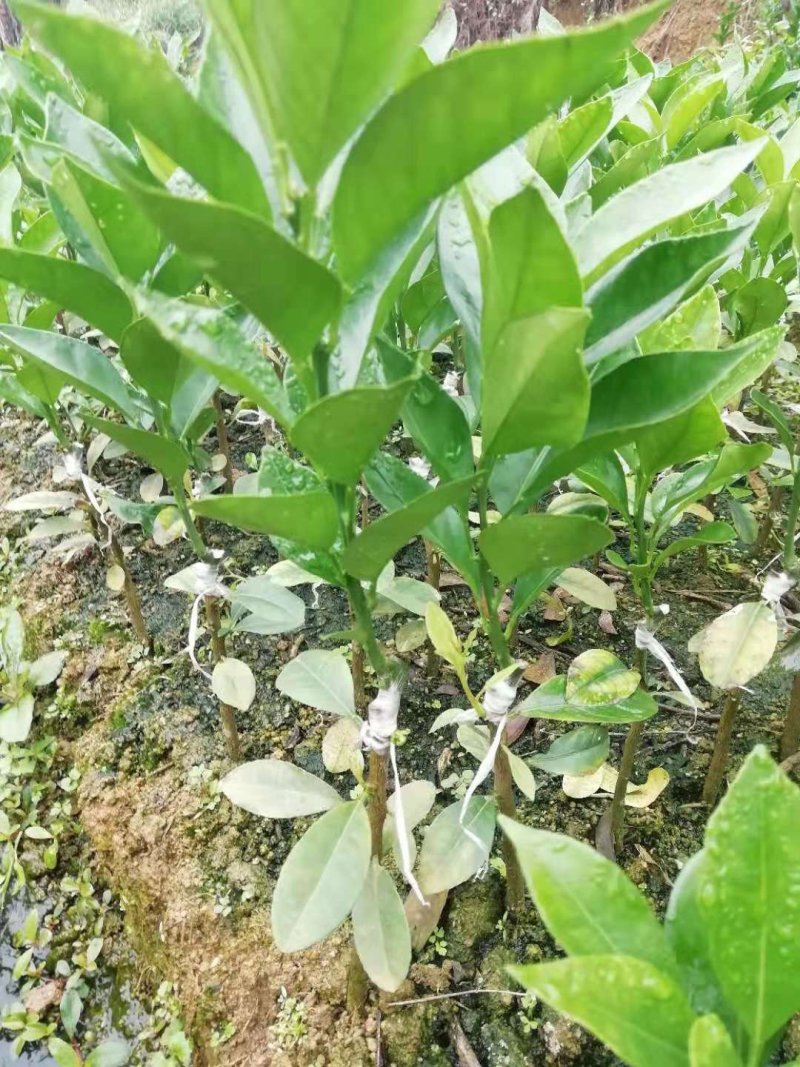 沃柑苗嫁接苗高产091无核沃柑苗