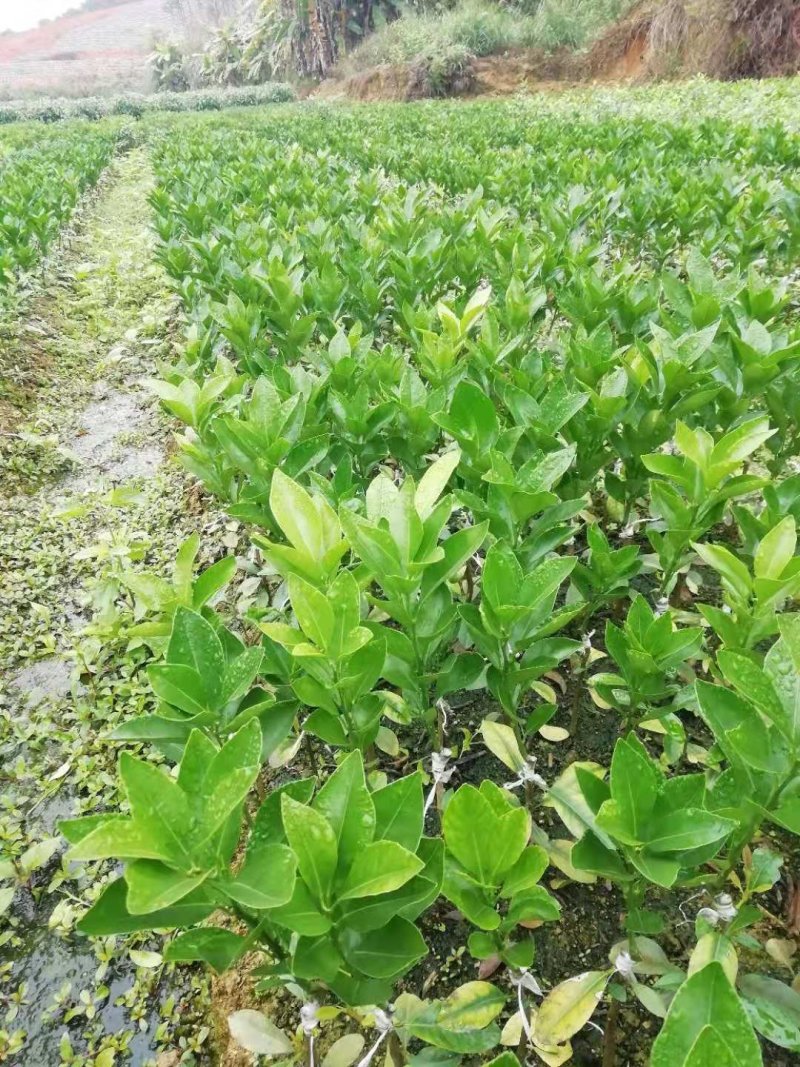 沃柑苗嫁接苗高产091无核沃柑苗