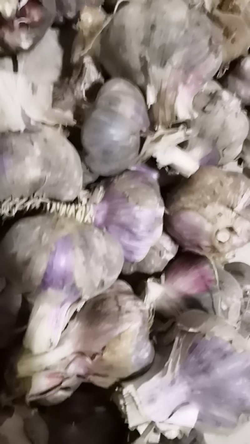云南曲靖越州紫皮大蒜香蒜，货源充足欢迎各位老板前来骚扰