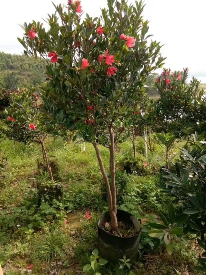 茶花嫁接苗四季茶花四季开花不断