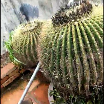 金虎仙人球