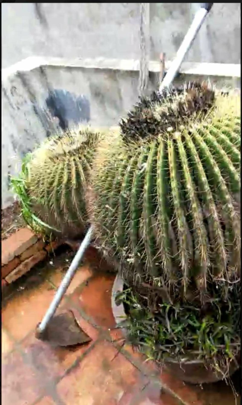金虎仙人球