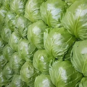 甘蓝大量上市，