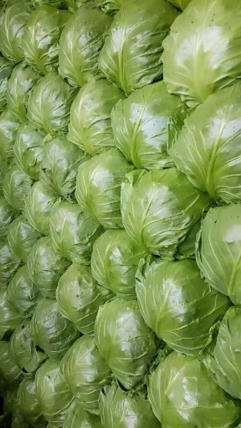 甘蓝大量上市，