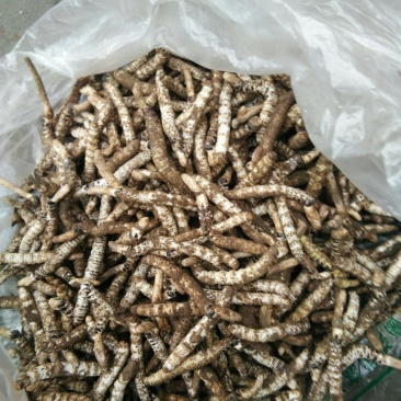 冬虫夏草，太子参，天麻供应