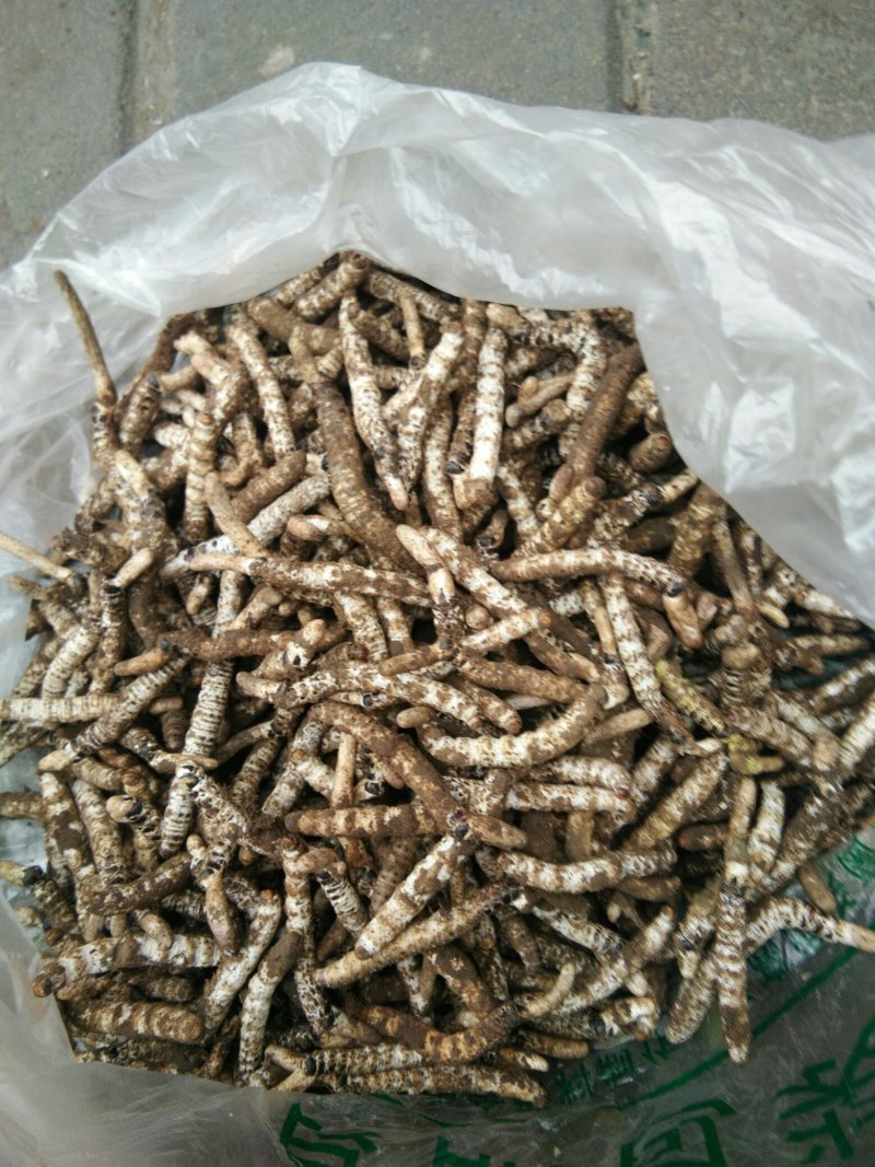 冬虫夏草，太子参，天麻供应