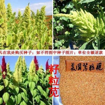 籽粒苋优质牧草种子品种质量有保证