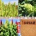 籽粒苋优质牧草种子品种质量有保证