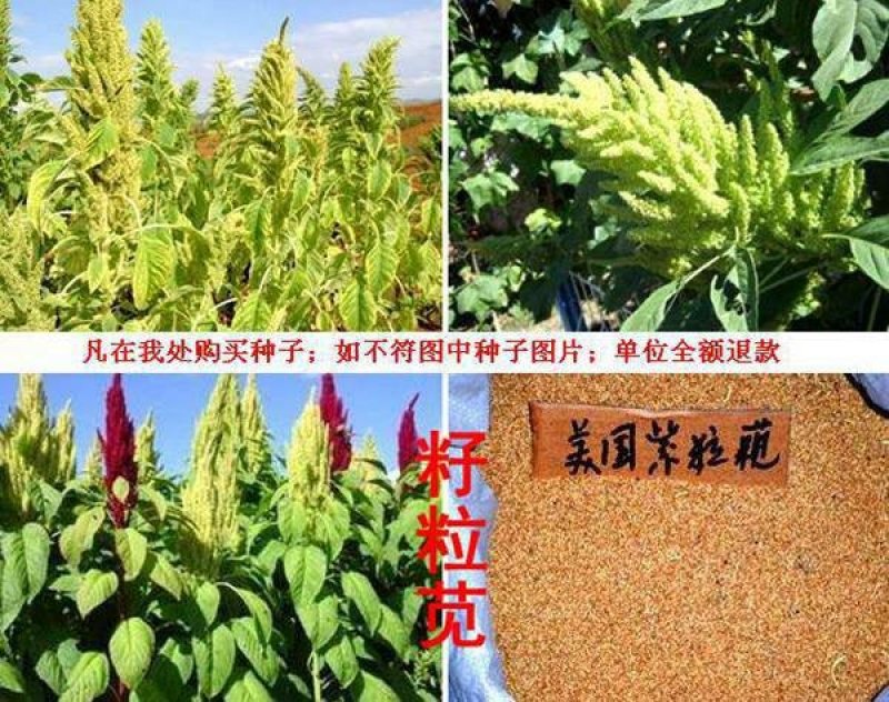 籽粒苋优质牧草种子品种质量有保证