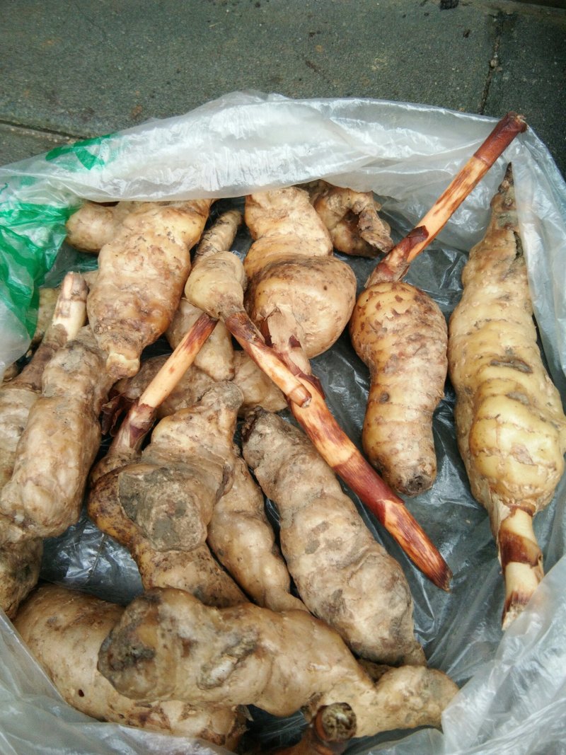 冬虫夏草，太子参，天麻供应