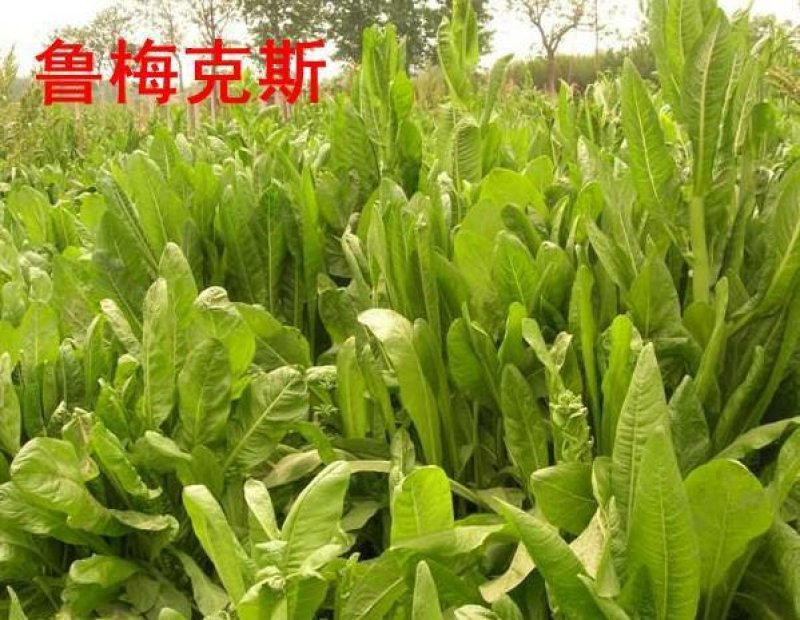 鲁梅克斯种子质量保障假一赔十