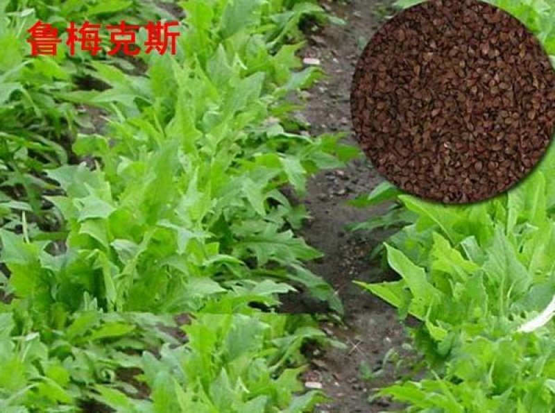 鲁梅克斯种子质量保障假一赔十