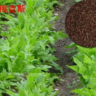 鲁梅克斯北方地区种植首选多年生牧草种子品种