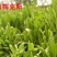 鲁梅克斯北方地区种植首选多年生牧草种子品种
