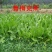 鲁梅克斯北方地区种植首选多年生牧草种子品种