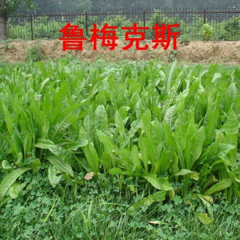 鲁梅克斯北方地区种植首选多年生牧草种子品种