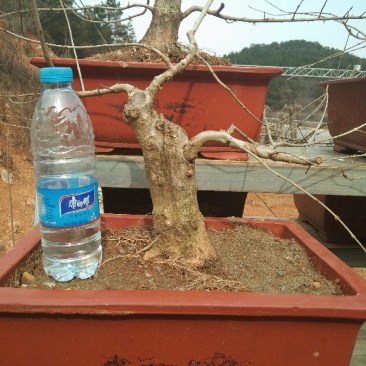 对节白蜡小树桩