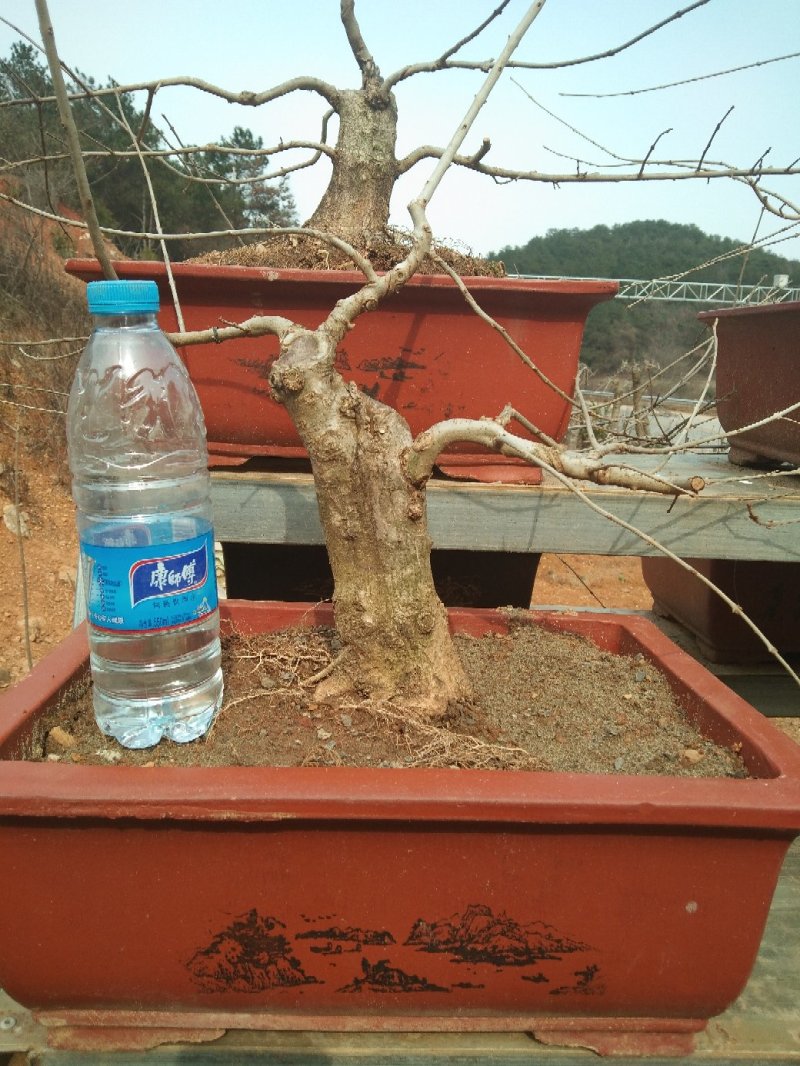 对节白蜡小树桩