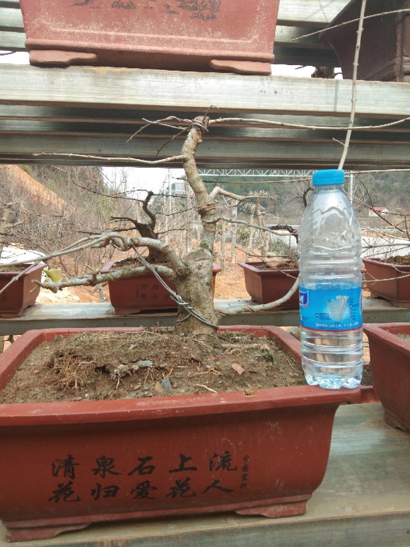 对节白蜡小树桩