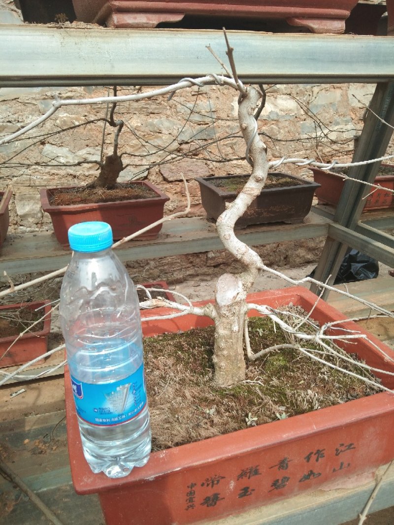 对节白蜡小树桩