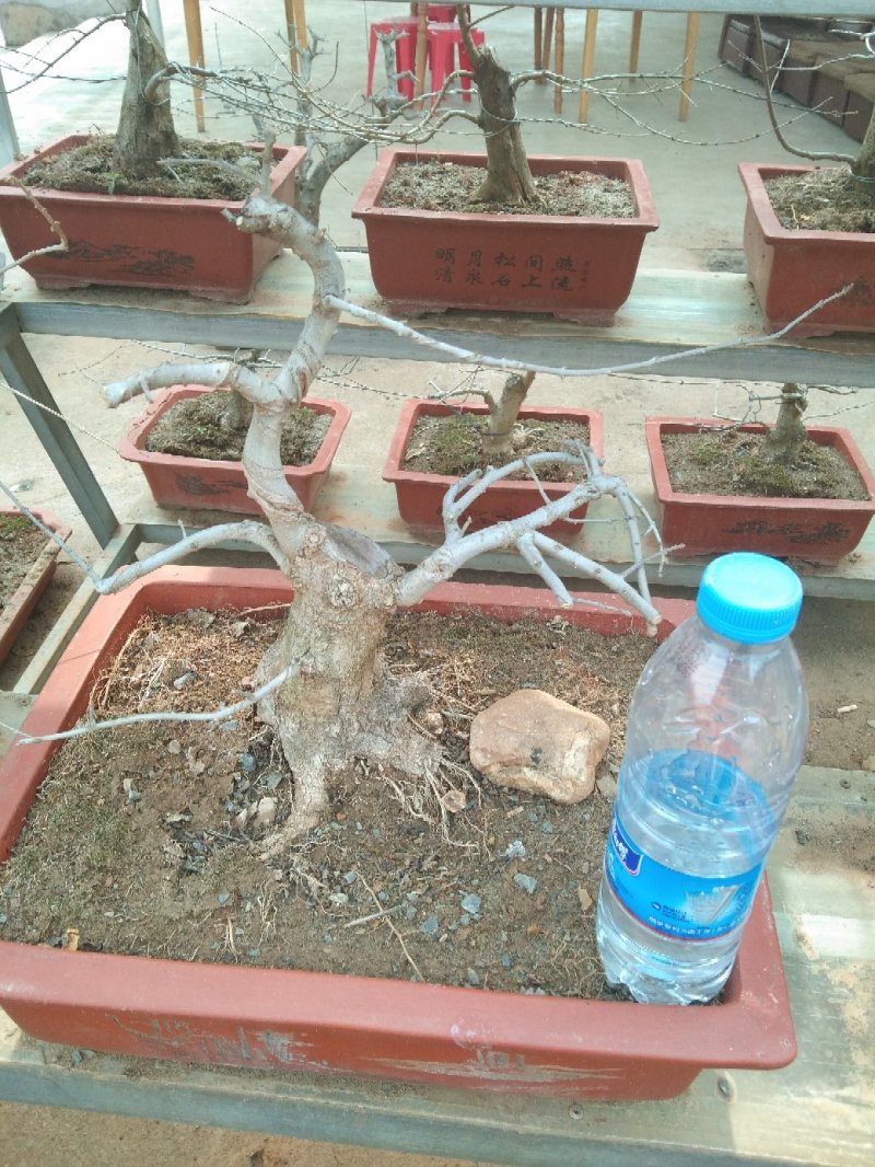 对节白蜡小树桩
