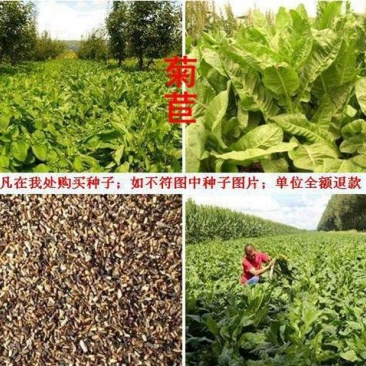 菊苣种子质量有保证假一赔十