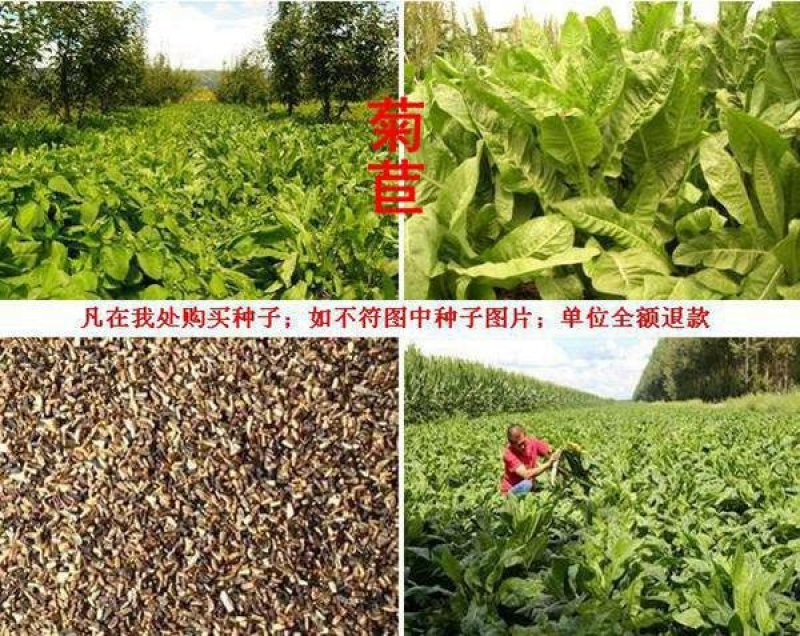 菊苣种子质量有保证假一赔十