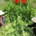 将军菊苣欧洲菊苣种草养殖畜牧首选牧草种子