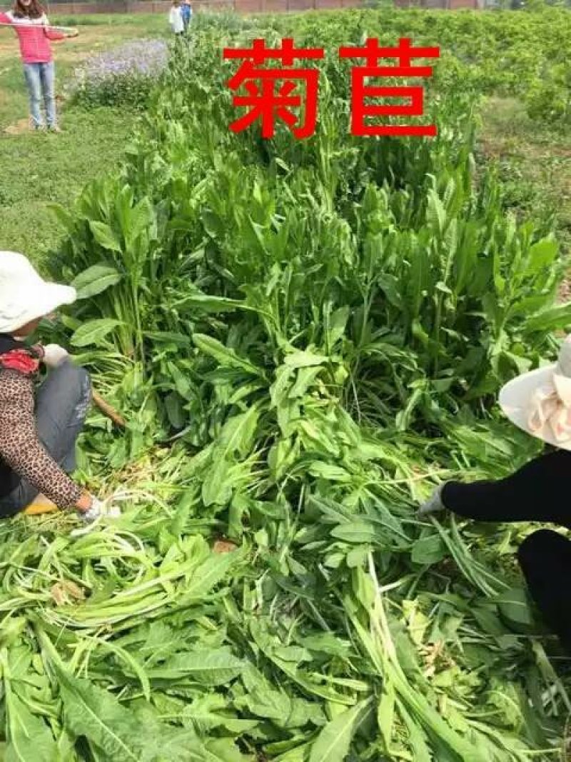 将军菊苣欧洲菊苣种草养殖畜牧首选牧草种子