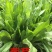 将军菊苣欧洲菊苣种草养殖畜牧首选牧草种子