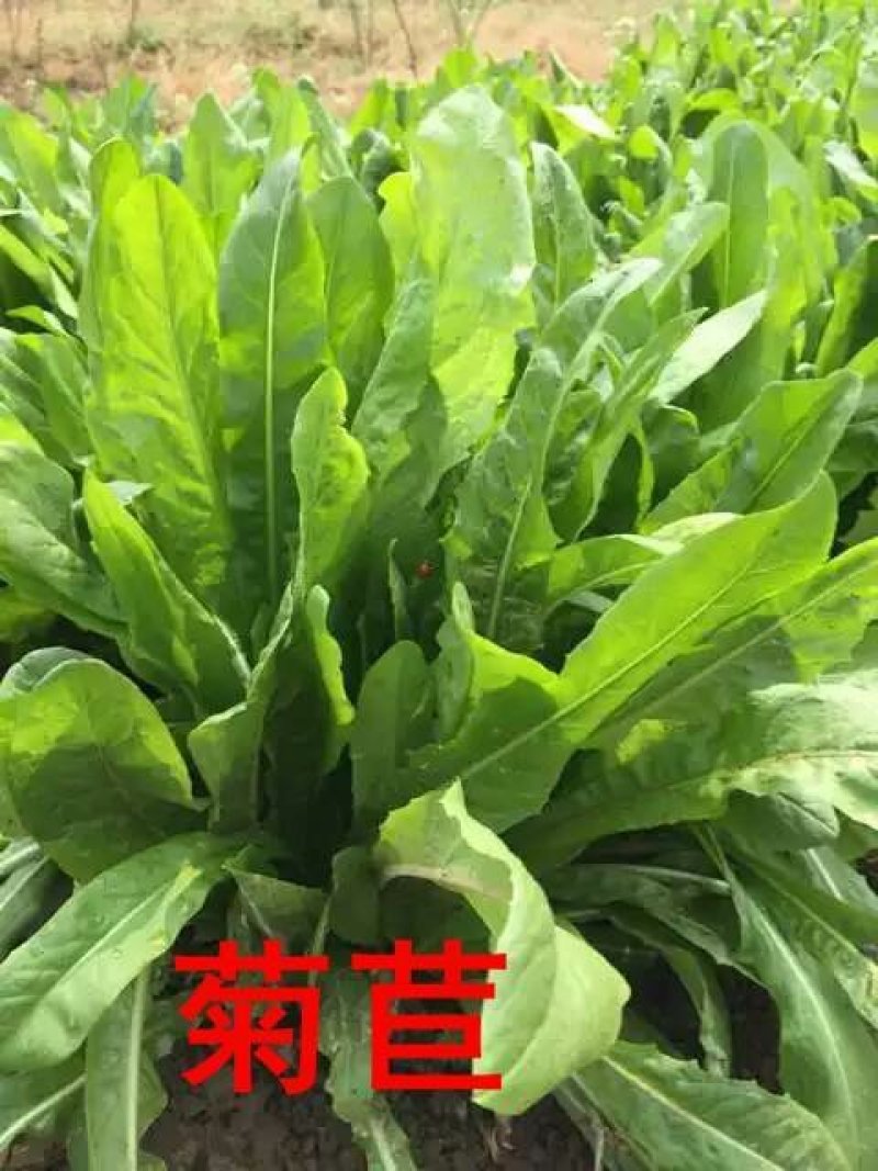 将军菊苣欧洲菊苣种草养殖畜牧首选牧草种子