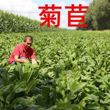 将军菊苣欧洲菊苣种草养殖畜牧首选牧草种子