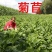 将军菊苣欧洲菊苣种草养殖畜牧首选牧草种子