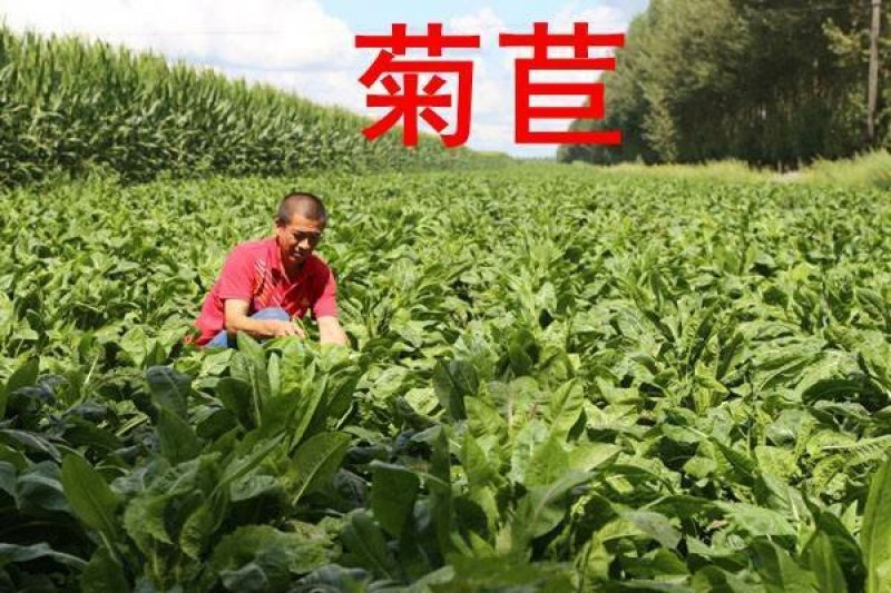 将军菊苣欧洲菊苣种草养殖畜牧首选牧草种子