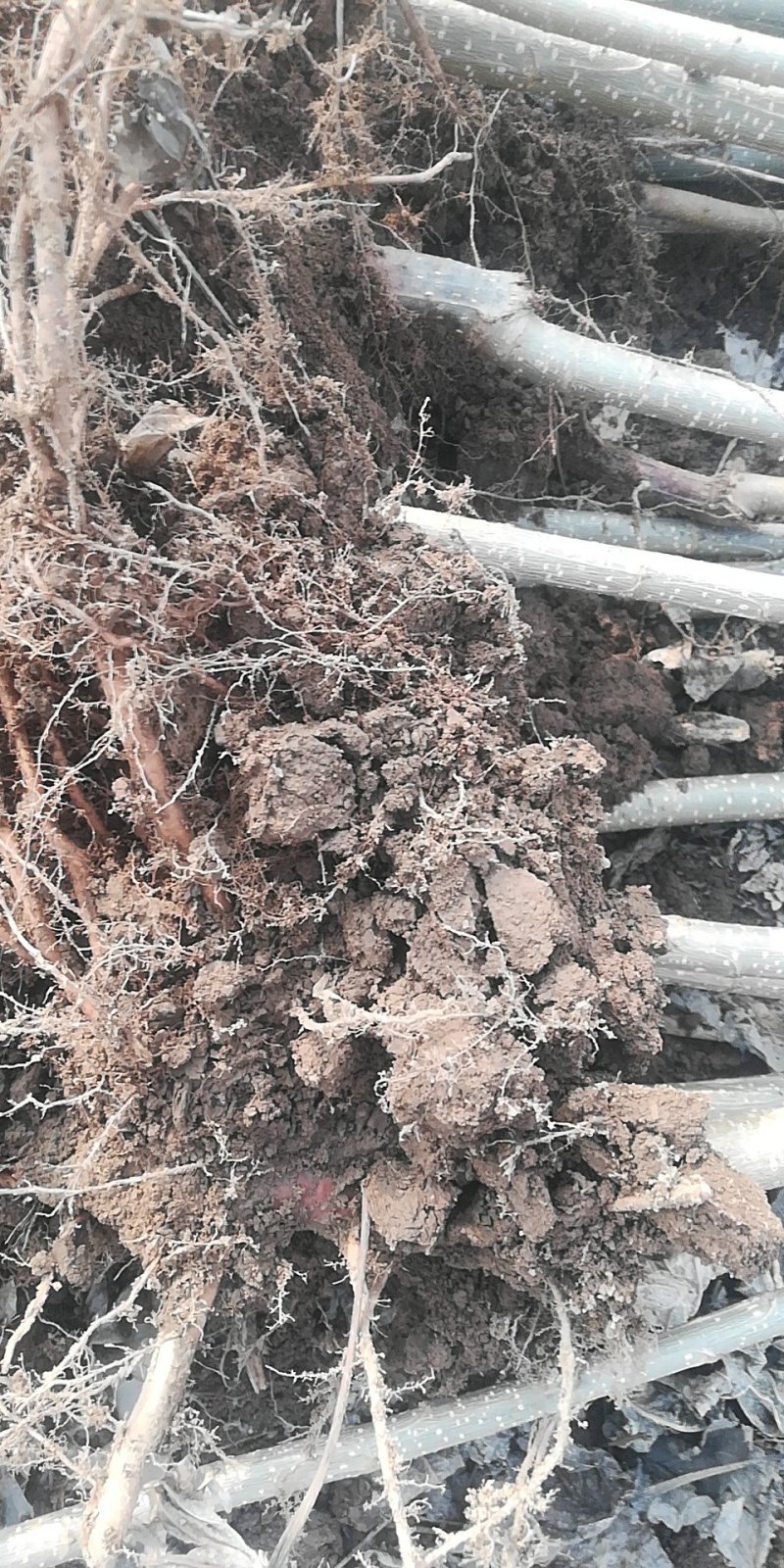 107无病虫害，抗碱耐涝，成活率高，带土球耐运输。