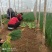 小葱