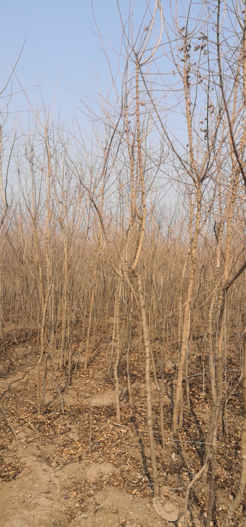 枫树五角枫2-10厘米苗场直供一手货源支持视频看货