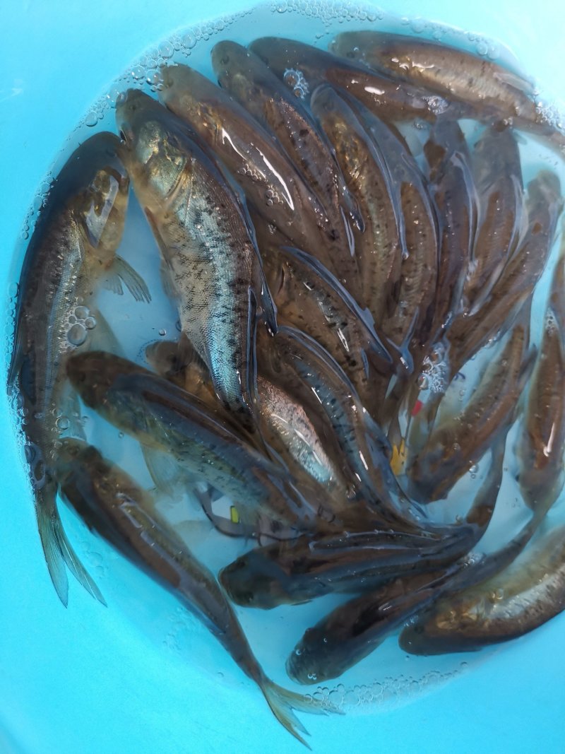 斑点鳙鱼