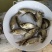 斑点鳙鱼