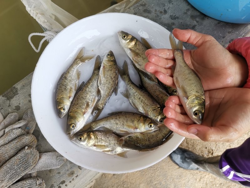 斑点鳙鱼