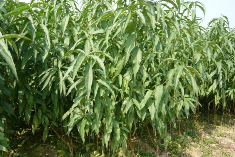 桃树苗、包纯度、包技术