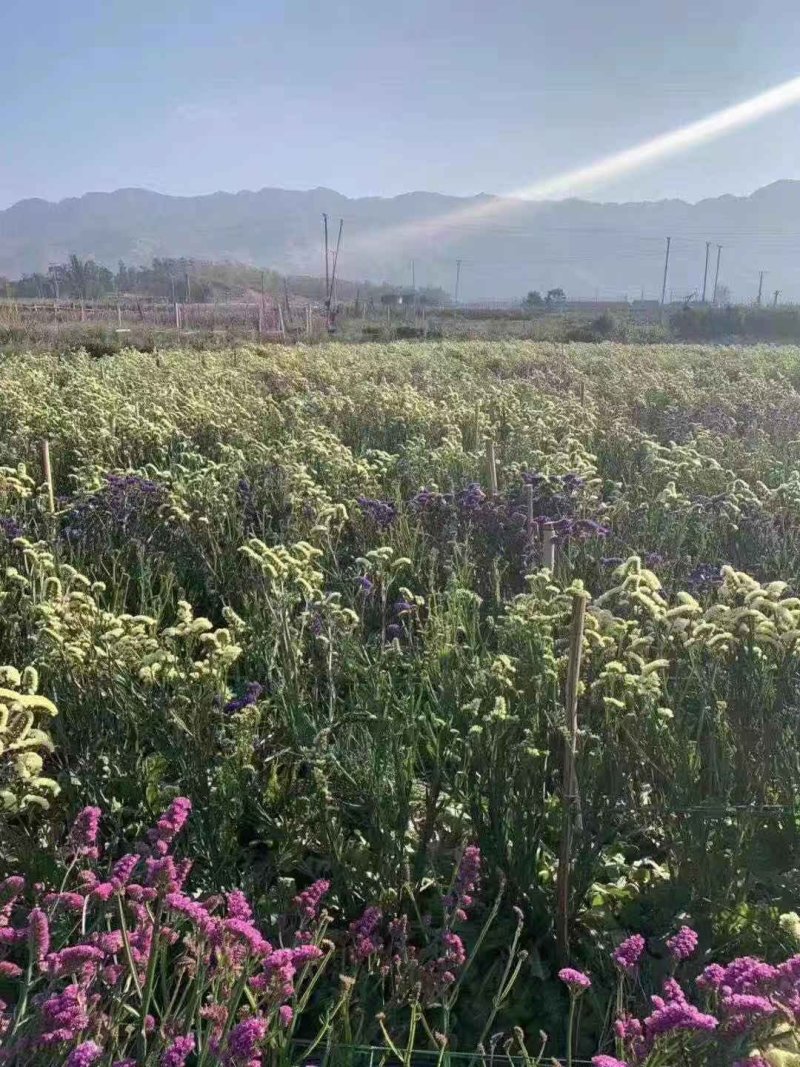鲜花论斤买云南十八怪勿忘我