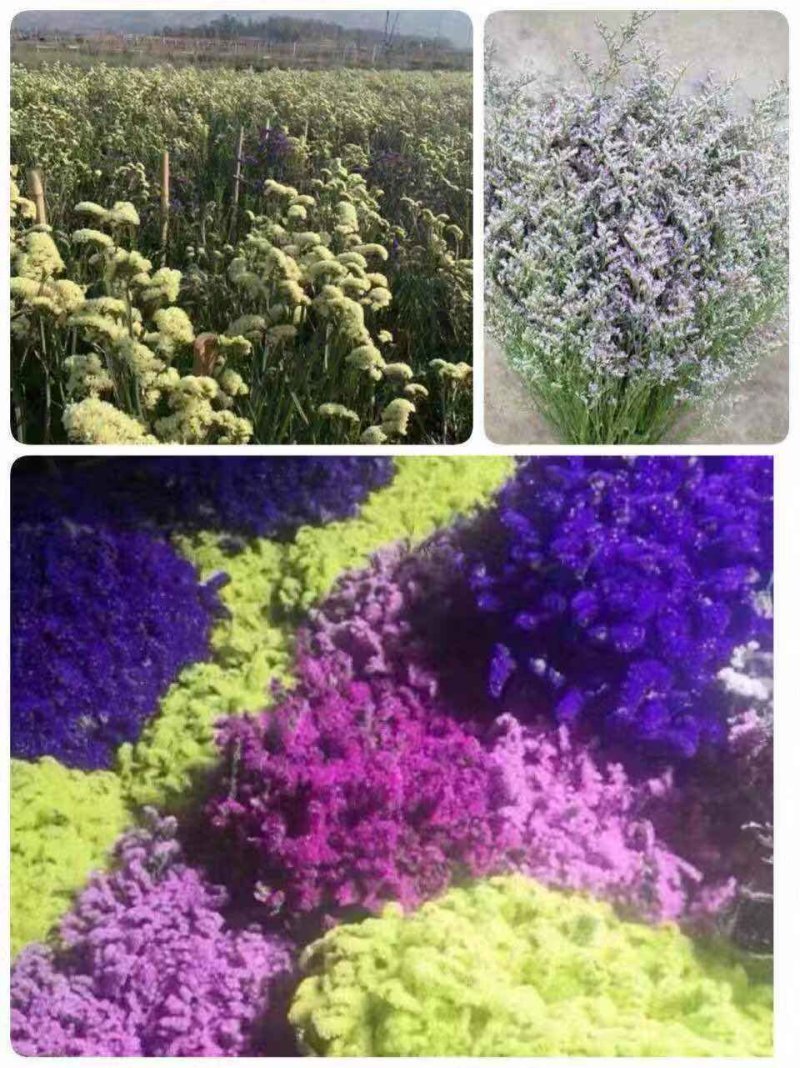 鲜花论斤买云南十八怪勿忘我