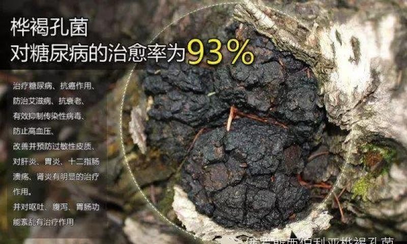 野生灵芝