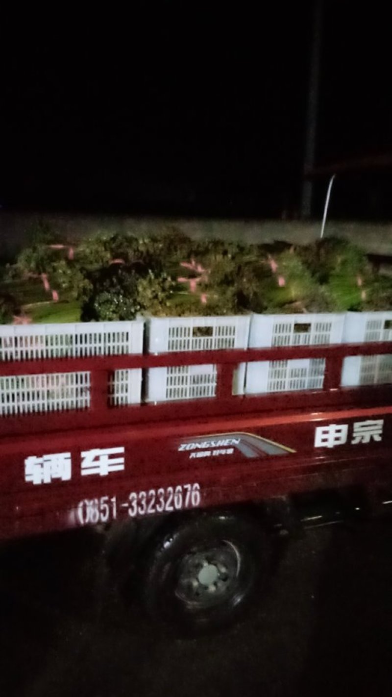 蕨菜2026年上市了