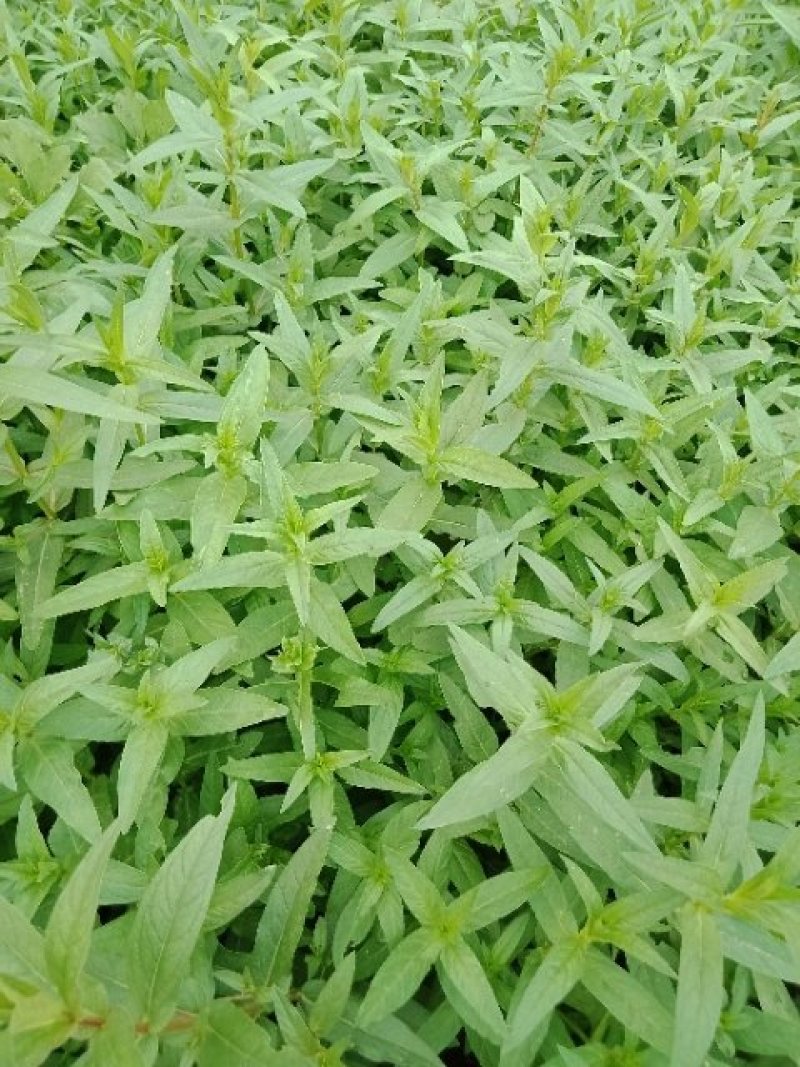 千屈菜