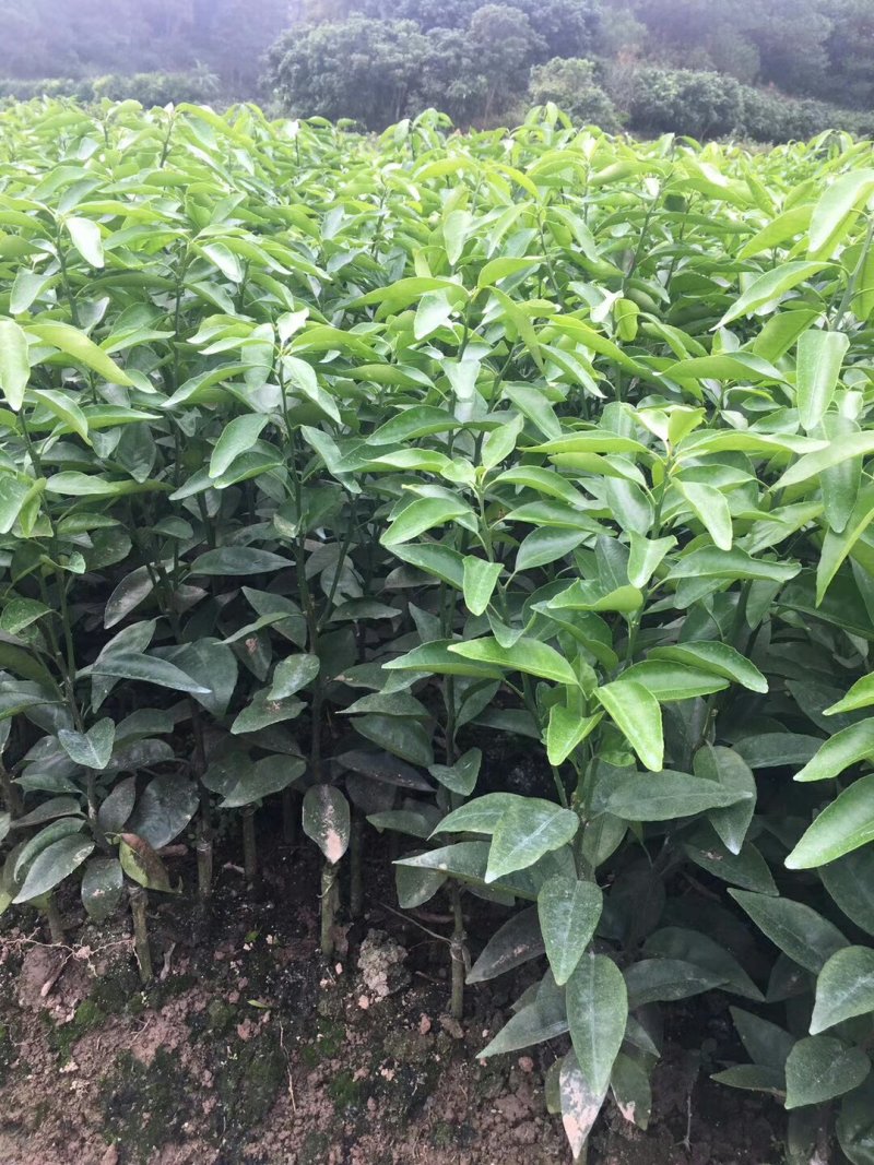 沃柑苗091核沃柑苗嫁接苗