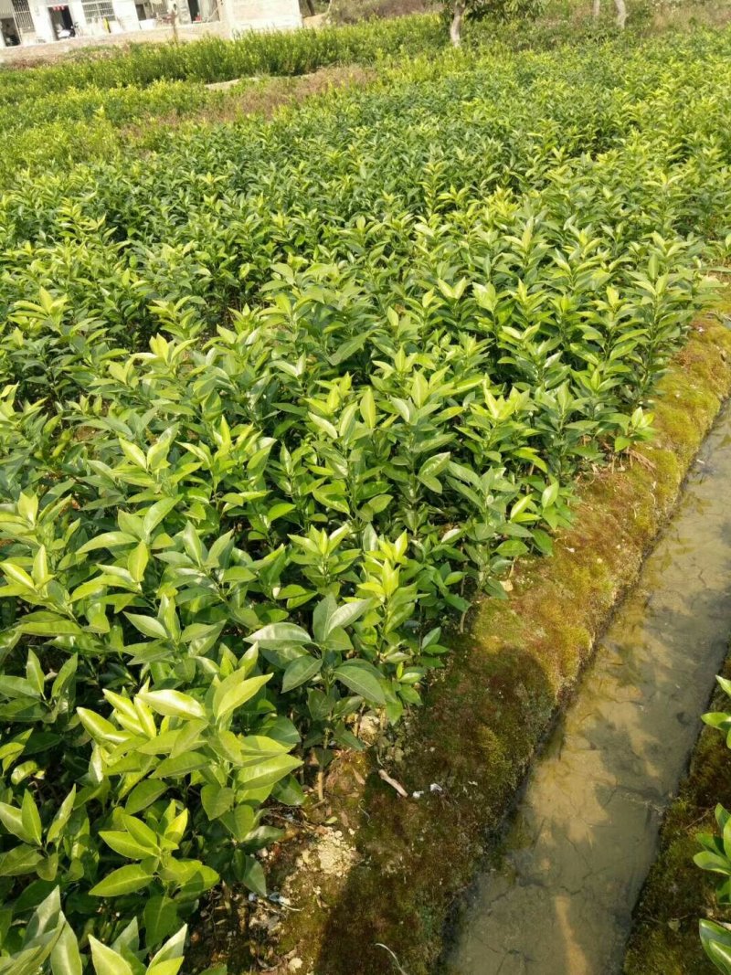 沃柑苗091核沃柑苗嫁接苗