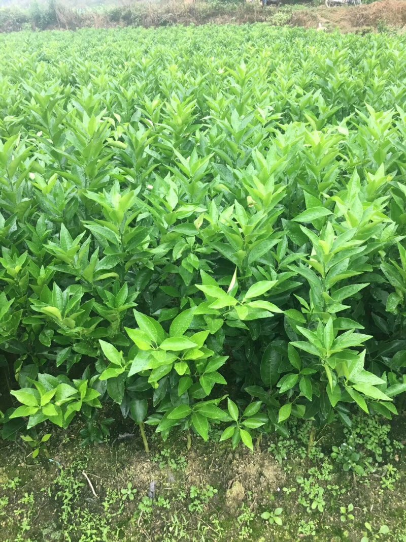 沃柑苗091核沃柑苗嫁接苗