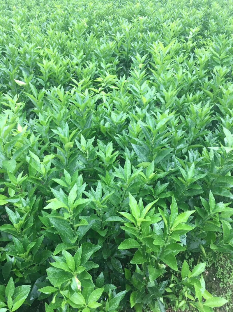 沃柑苗091核沃柑苗嫁接苗
